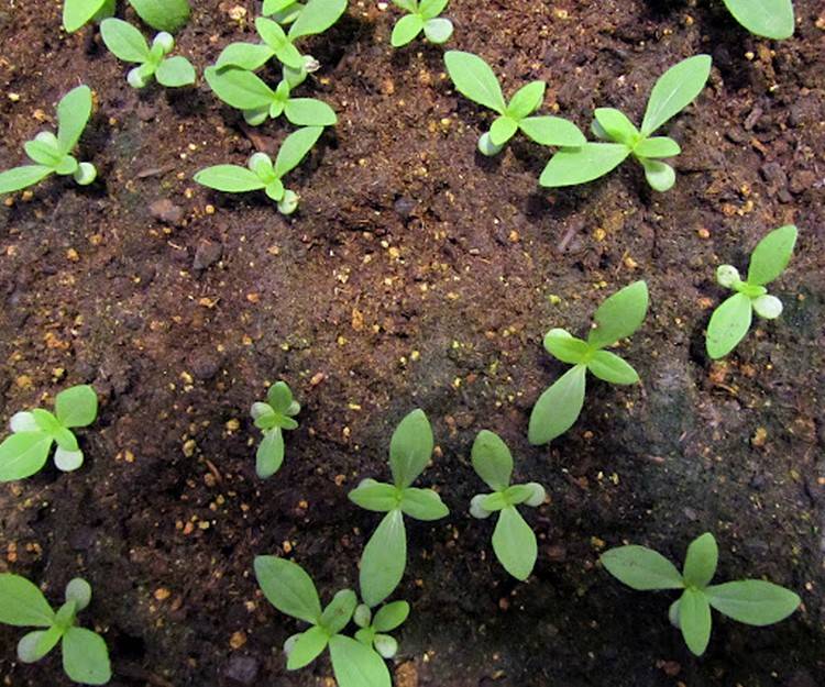 Выращивание цинии из семян — когда сажать на рассаду, благоприятные дни 2022 года
