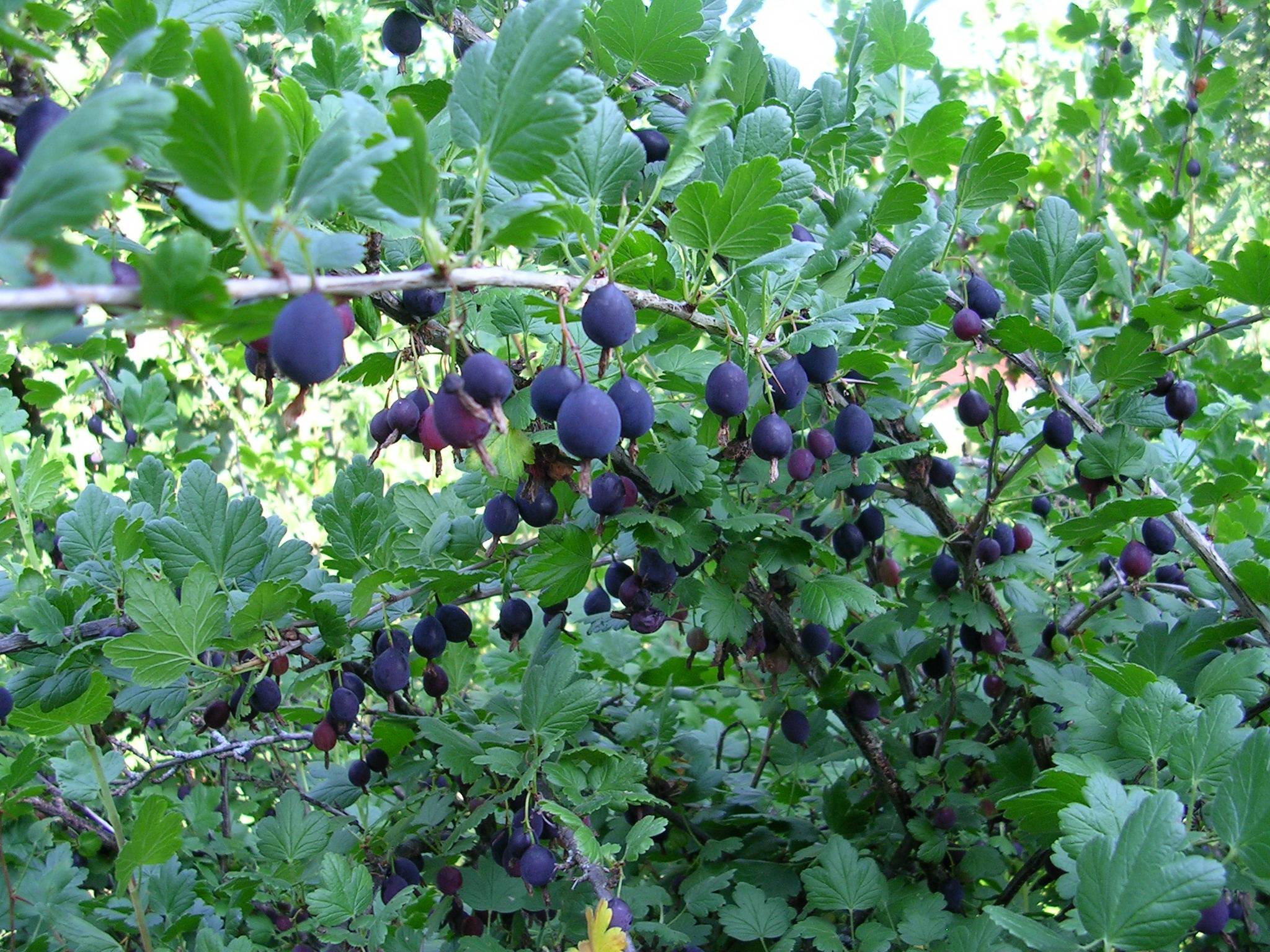Крыжовник черный негус: обзор темного сорта, отзывы о нем, характеристики кустов и плодов, размер ягод