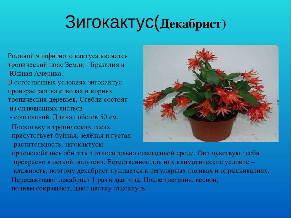 Разновидности пушистого кактуса: описание цветка, уход, цветение и размножение