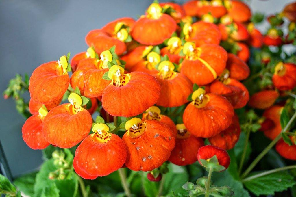 Как наслаждаться цветением кальцеолярии каждый год?