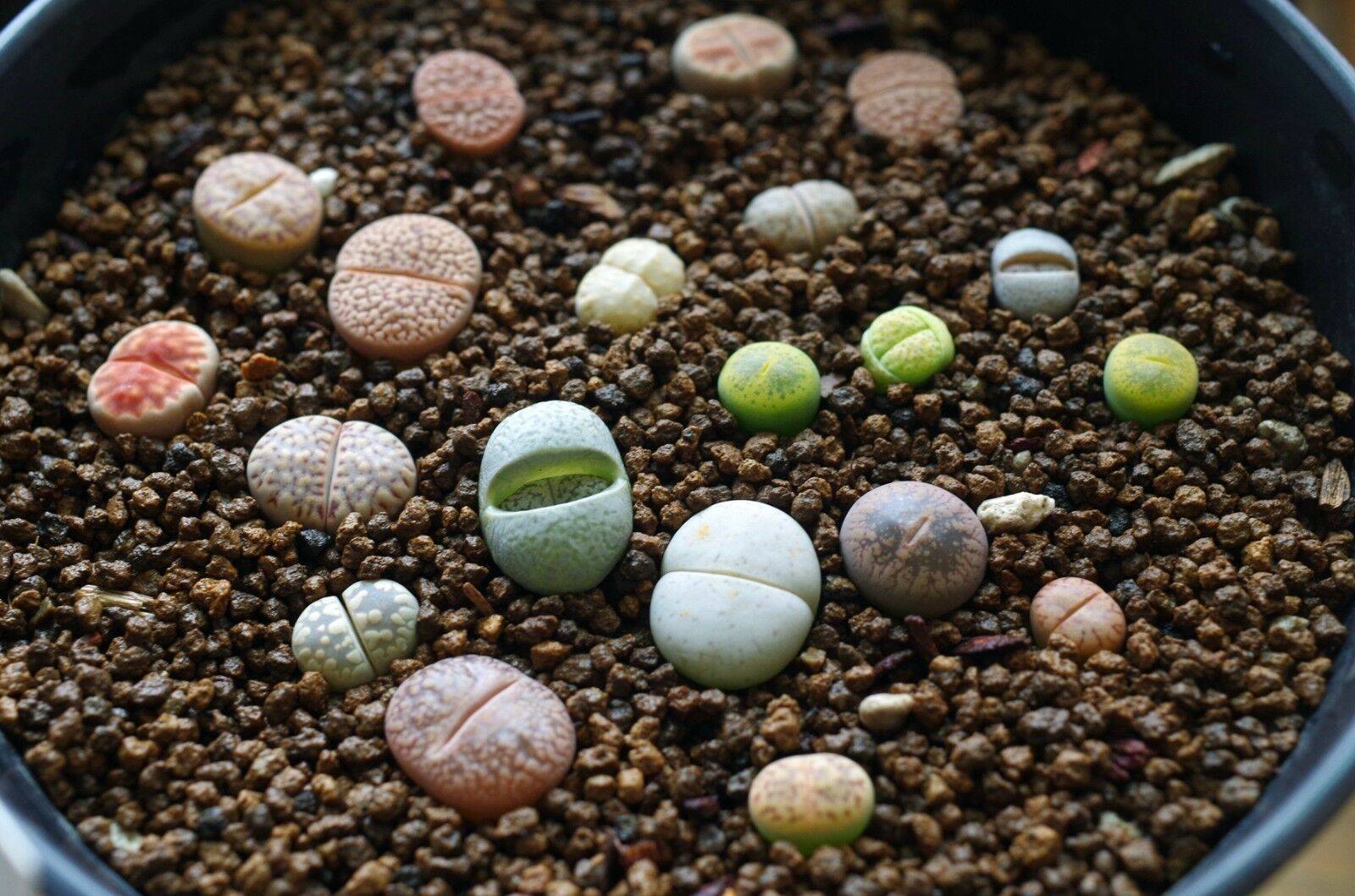 Литопсы (живые камни) - выращивание и уход в домашних условиях, виды растения, описание и фото, размножение суккулента из семян, пересадка и полив, линтка