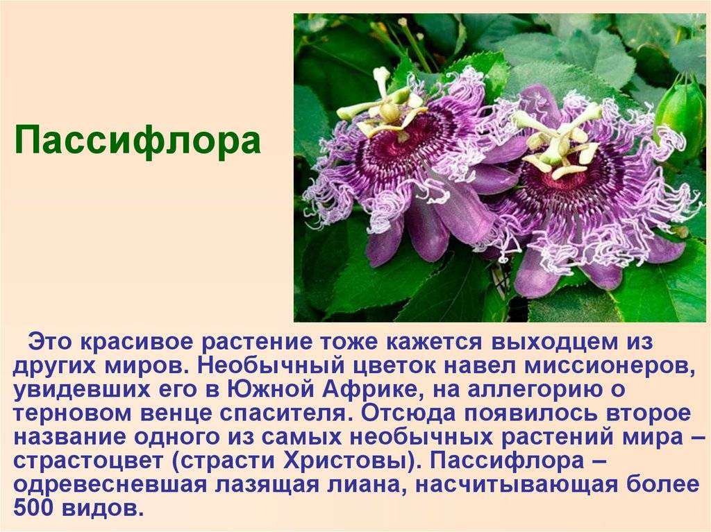 Подготовьте доклад с презентацией для одноклассников о рубриках и основных идеях какого либо журнала