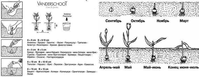 Лилии: посадка и уход в открытом грунте, особенности выращивания, фото