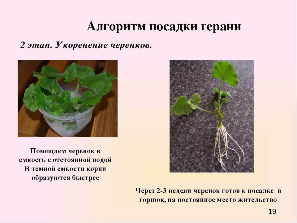 Якобиния (юстиция): выращивание в домашних условиях
