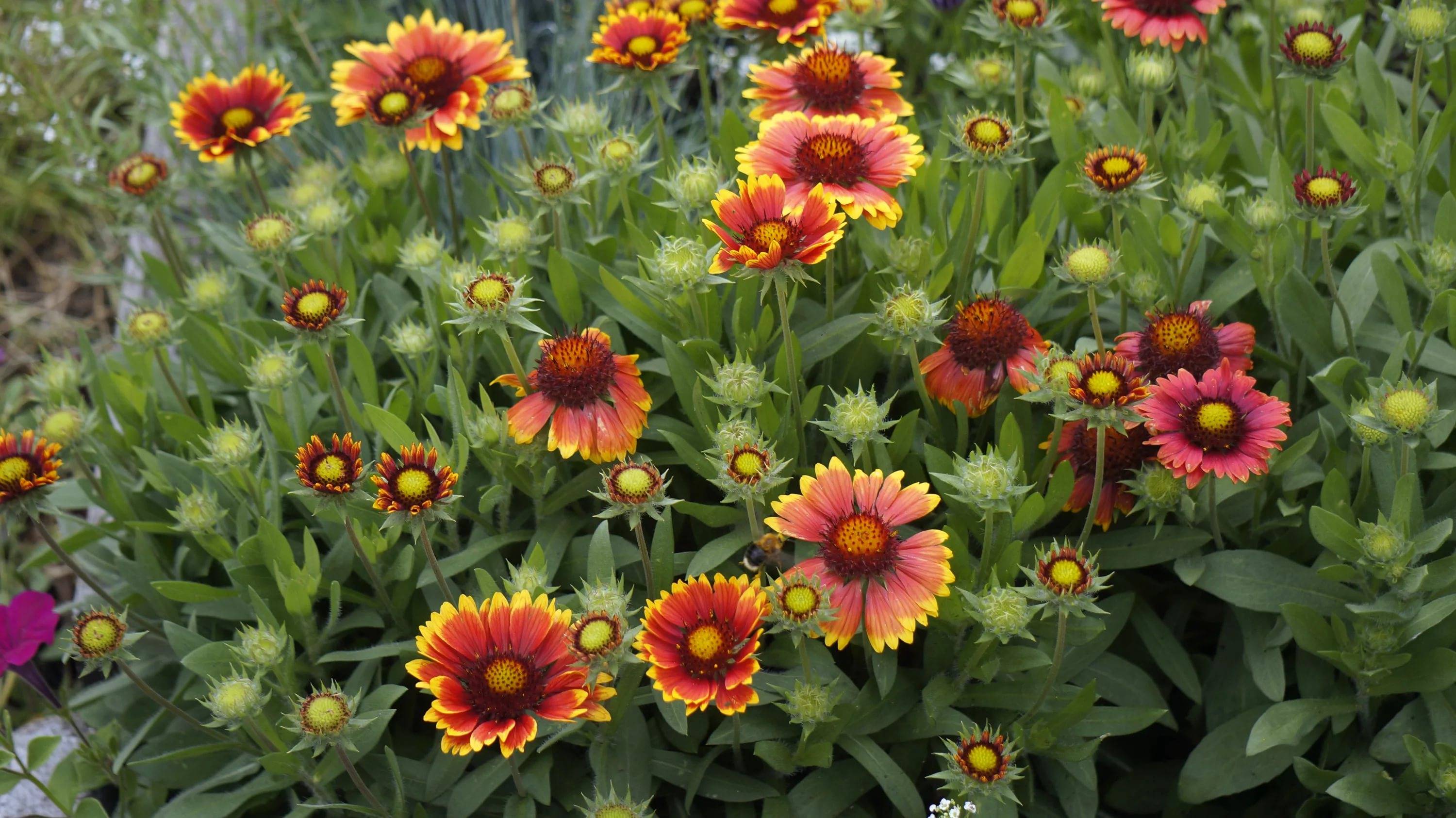 Гайлардия многолетняя (37 фото): посадка и уход, цветы бургунди, аризона сан, остистая, априкот, выращивание из семян
