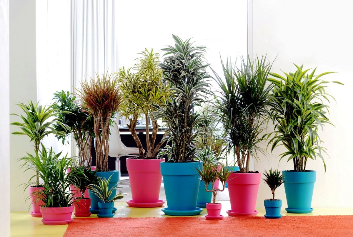 Самые неприхотливые комнатные растения 2023 год