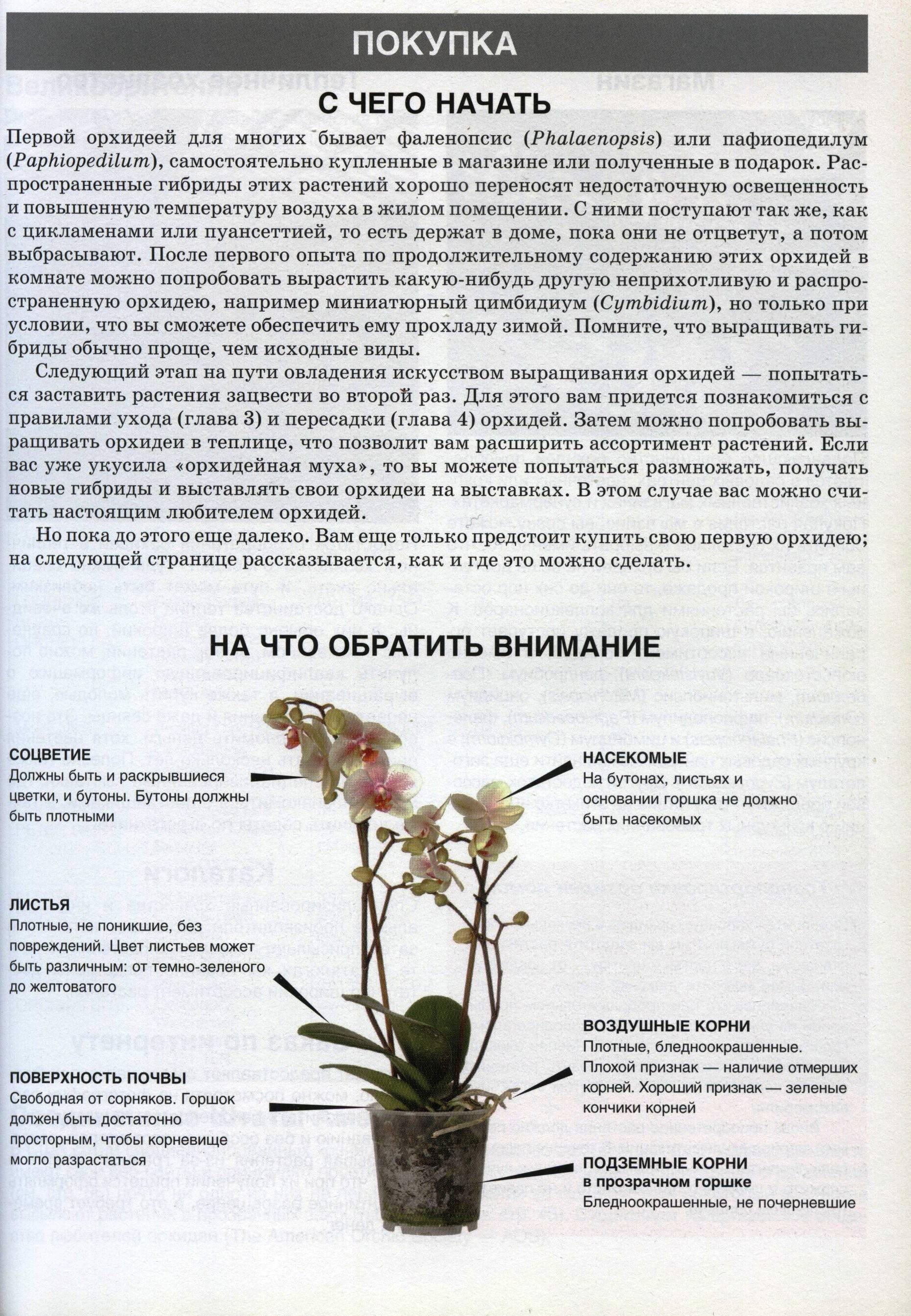 Орхидея фаленопсис: уход в домашних условиях, пересадка и размножение, правила полива - sadovnikam.ru