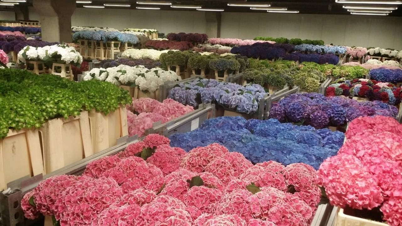 Где выращивают голландские цветы