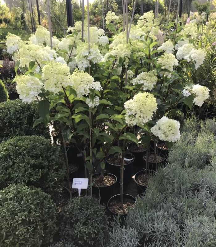 Гортензия метельчатая ванилла фрейз: описание сорта, посадка и уход, отзывы садоводов + применение в дизайне сада