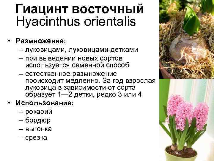 Цветок гиацинт: фото, посадка и уход - sadovnikam.ru