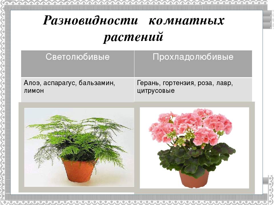 Светолюбивые комнатные растения с фото и названиями