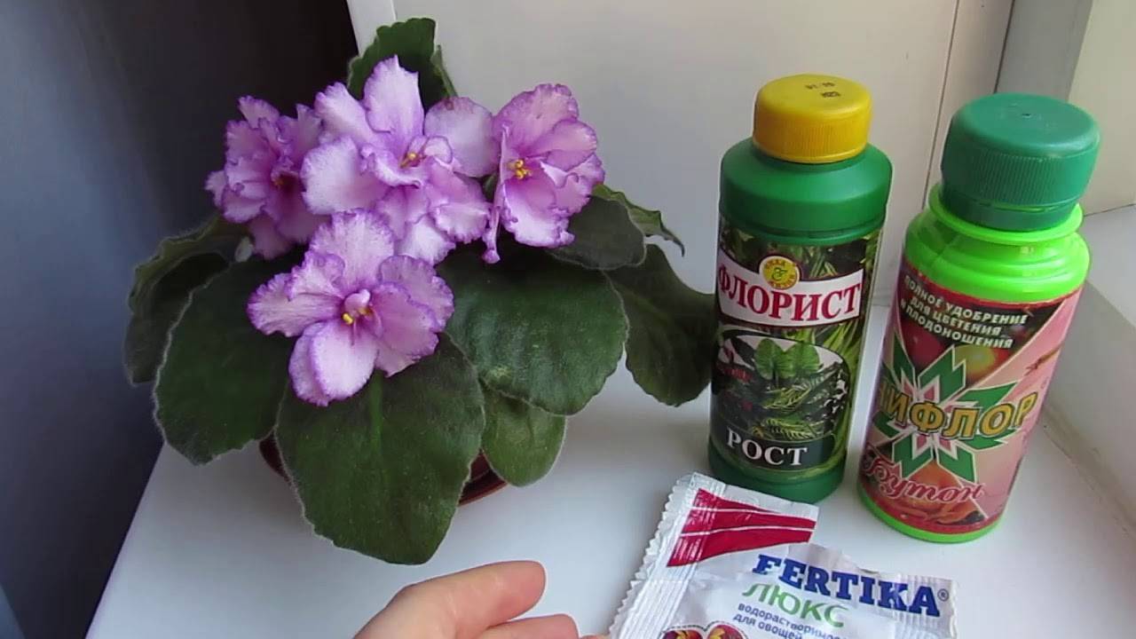 Чем подкармливать фиалки для обильного цветения в домашних условиях, как удобрить народными средствами и поливать витамином b12, чтобы добиться хорошего роста?