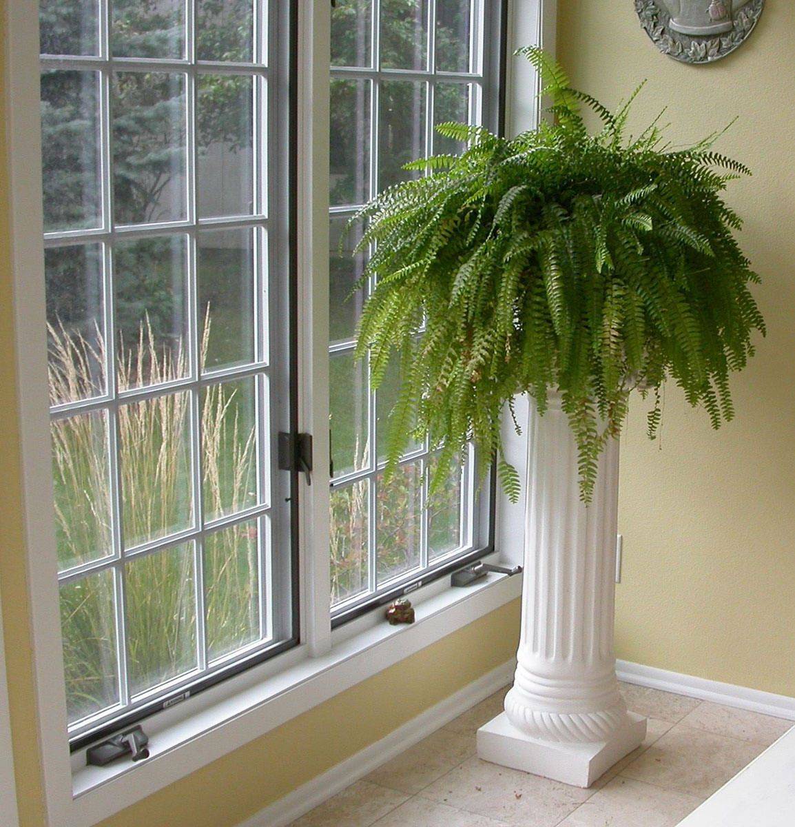 Комнатные растения для южного окна | цветы в интерьере