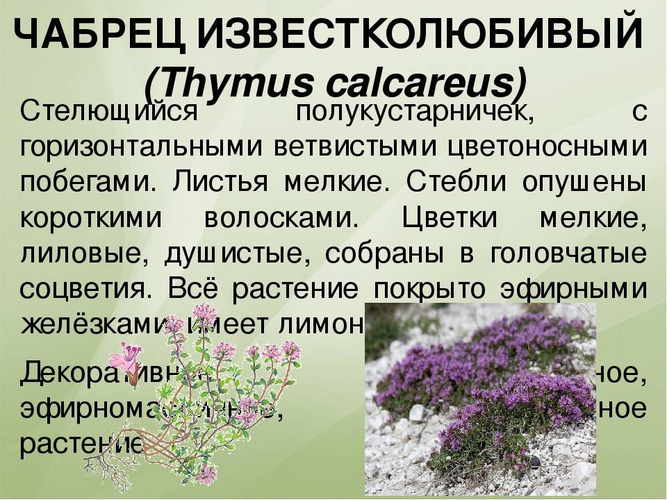 Чабрец — 8 лечебных свойств и противопоказания, применение травы в медицине
