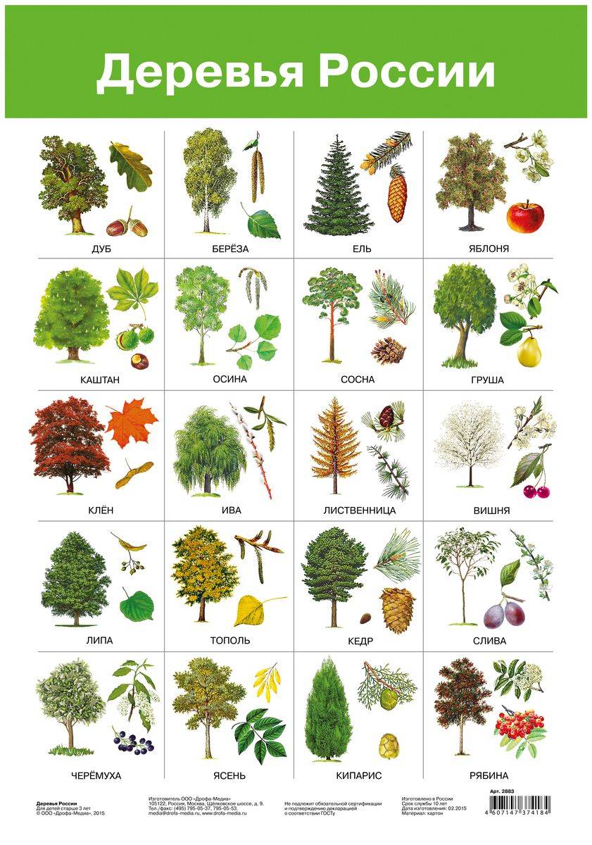 Лиственные деревья: фото и названия растений, виды, какие бывают?