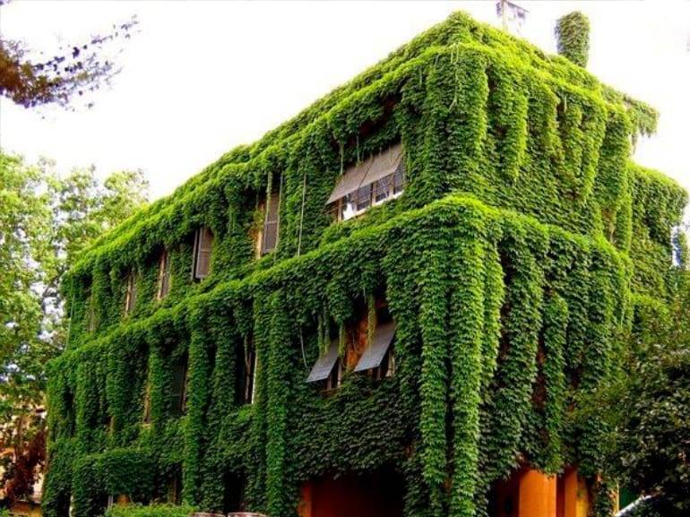Вертикальное озеленение в квартире: плюсы и минусы