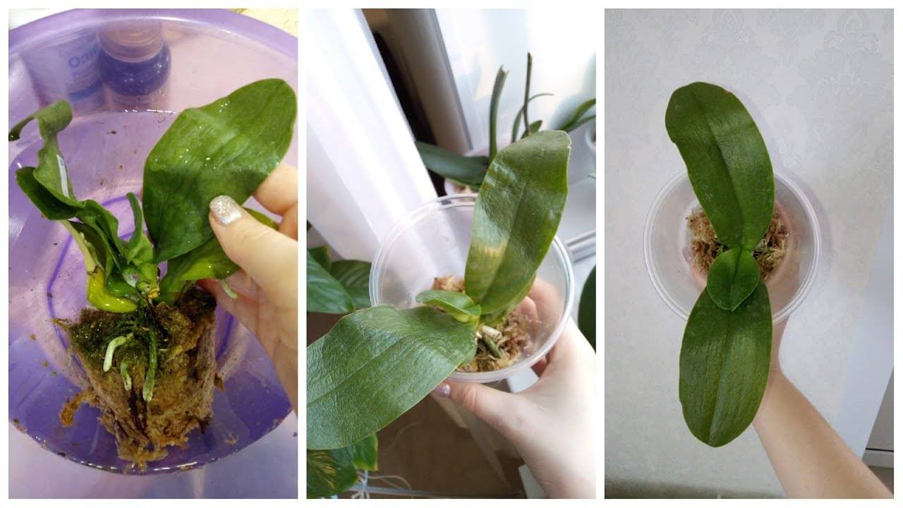 Орхидея фаленопсис: как реанимировать цветок, если погибли корни