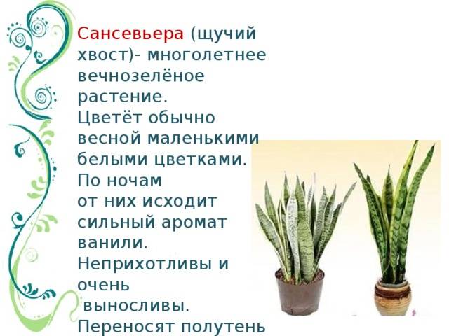 Сансевиерия цилиндрическая (sansevieria cylindrica): фото того, как цветет, описание выращивания и размножения, рекомендации по уходу в домашних условияхдача эксперт