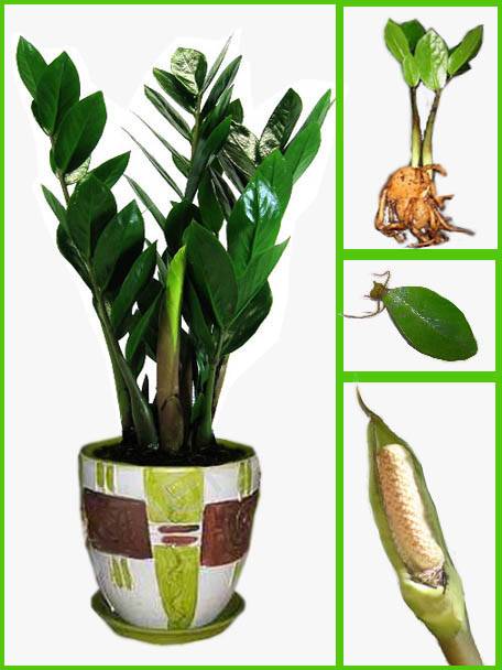 Как посадить замиокулькас: отростком (черенком), взрослым листком без корней, листочком selo.guru — интернет портал о сельском хозяйстве
