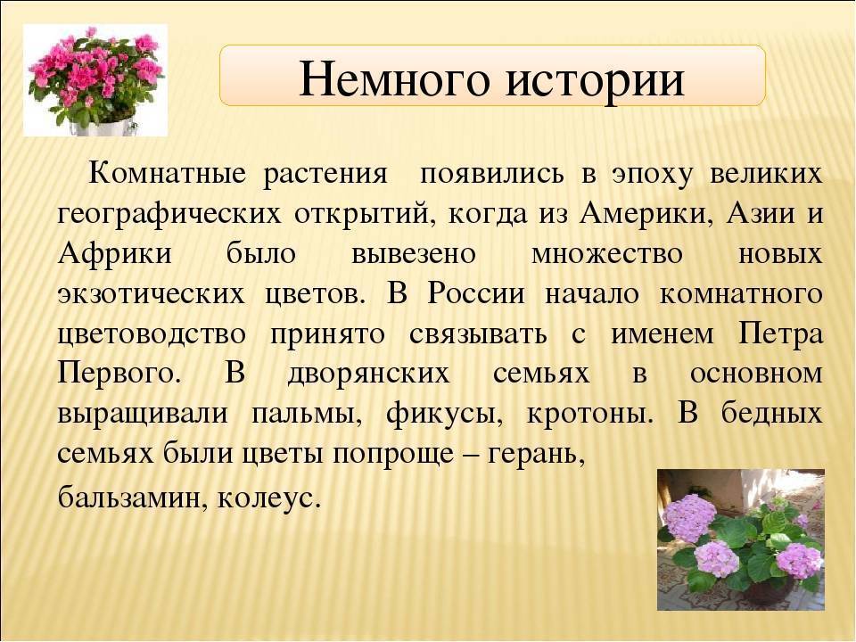 Комнатное цветоводство — немного истории — floraprice.ru