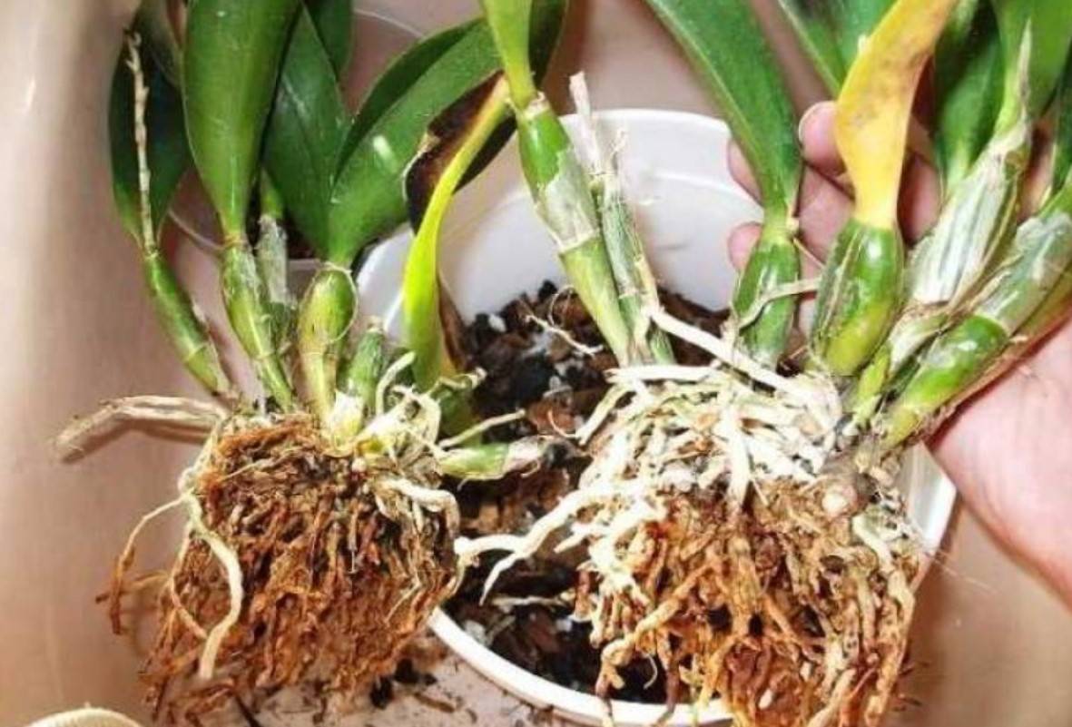 Орхидея каттлея в домашних условиях: уход и фото цветка