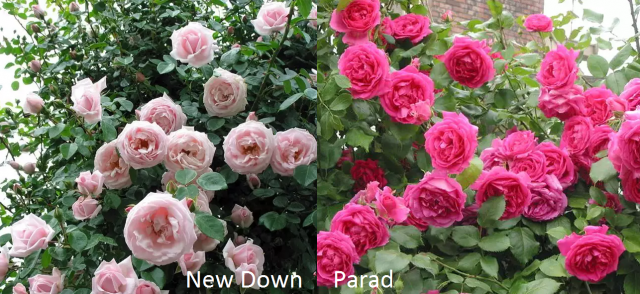 Плетистая роза парад: описание, посадка и уход (+фото)