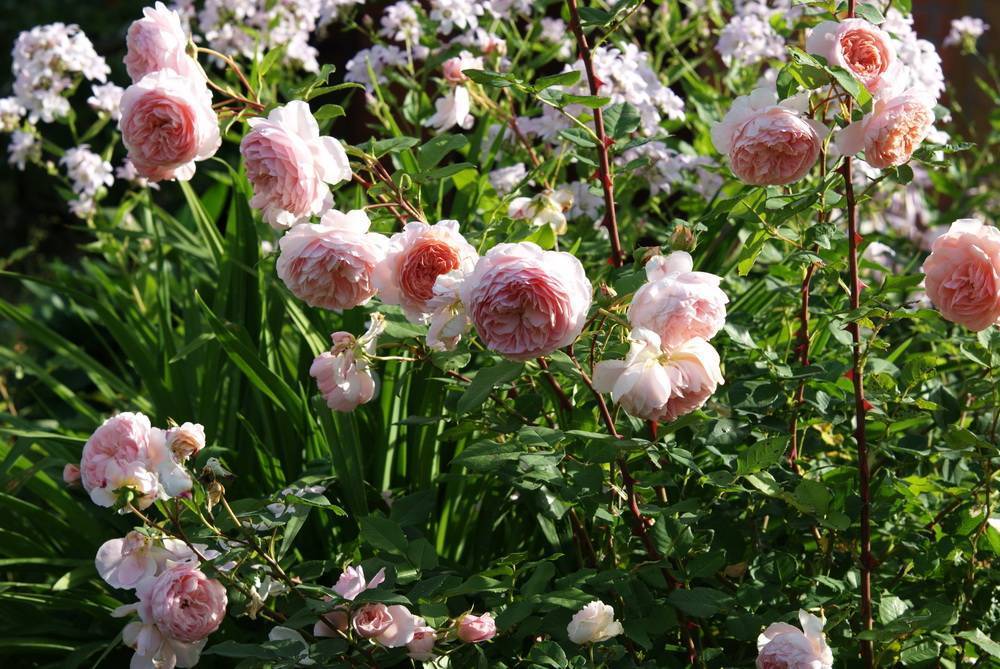 Как правильно посадить розу сорта вильям шекспир, правила выращивания- обзор +видео