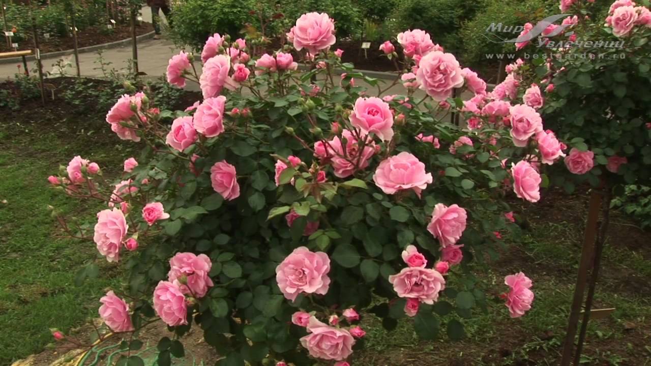 Роза боника: описание, особенности выращивания, уход и отзывы :: syl.ru