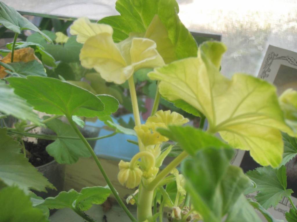 Почему желтеют листья у пеларгонии: причины и лечение комнатной герани