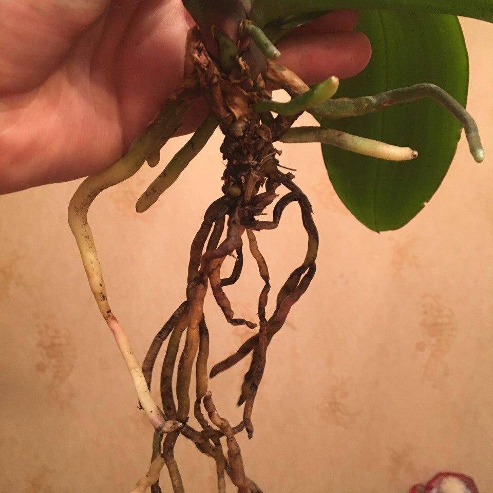 Воздушные корни у орхидеи: что делать и можно ли их обрезать