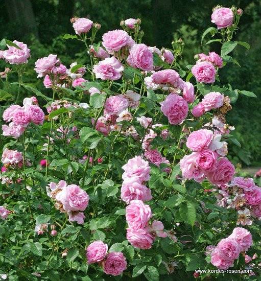 Роза плетистая льюис одьер (louis odier)