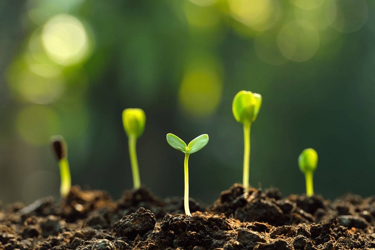 Садовая почва. как заставить растения хорошо расти?
