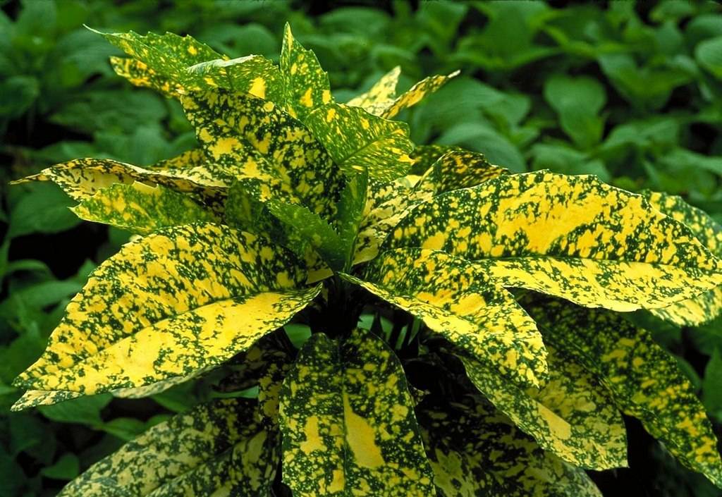 Аукуба японская (aucuba japonica) — уход в домашних условиях. описание, фото, виды аукубы. можно ли держать ее дома?