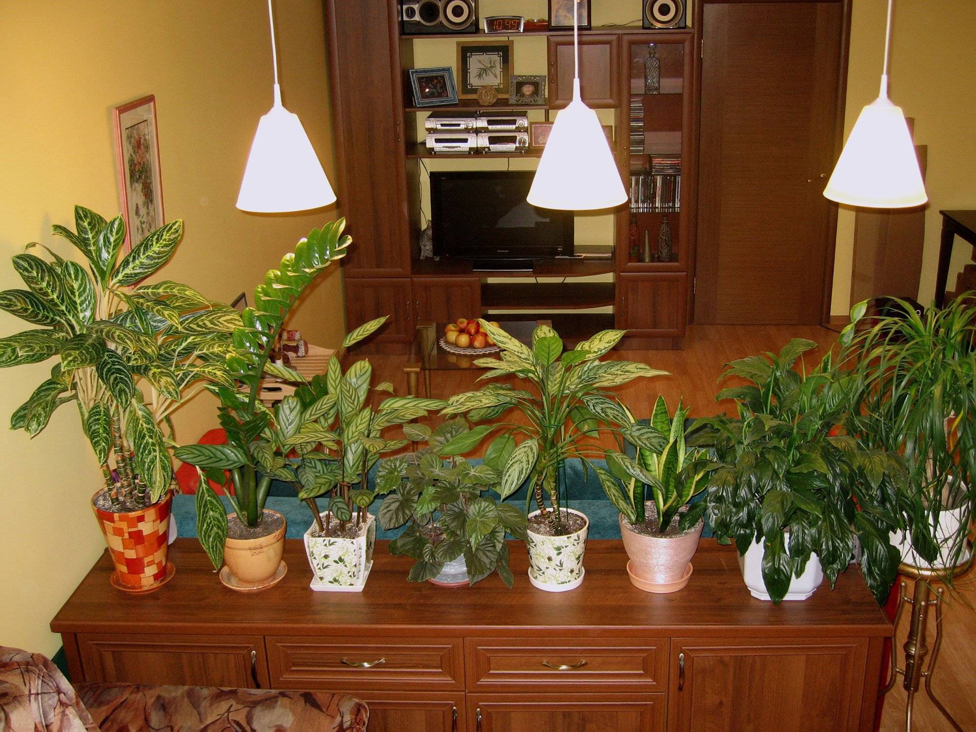 Комнатные цветы для темной комнаты: неприхотливые растения в вашем доме - статьи и советы на furnishhome.ru