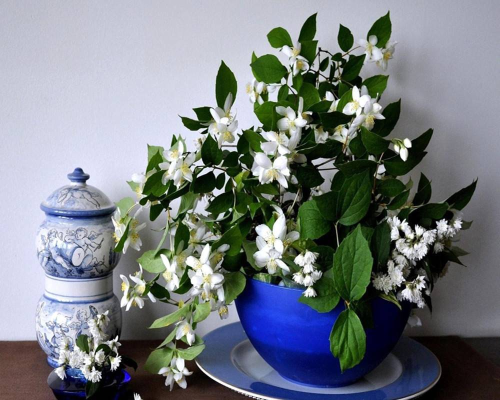 10 комнатных растений с приятным ароматом