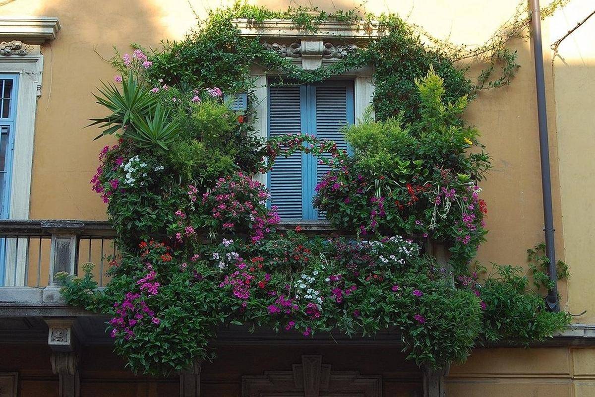 Цветы на балконе: особенности содержания садовых и комнатных растений на балконе