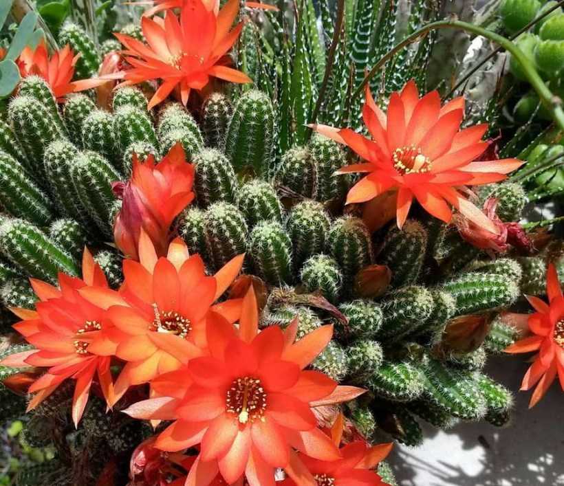 Топ 15 редких кактусов. необычные растения для дома!