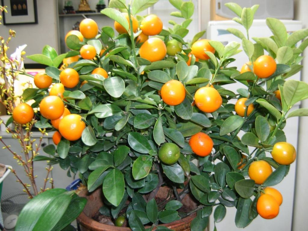 Выращивание апельсинов из косточек в домашних условиях, как посадить привить росток, болезни и уход selo.guru — интернет портал о сельском хозяйстве