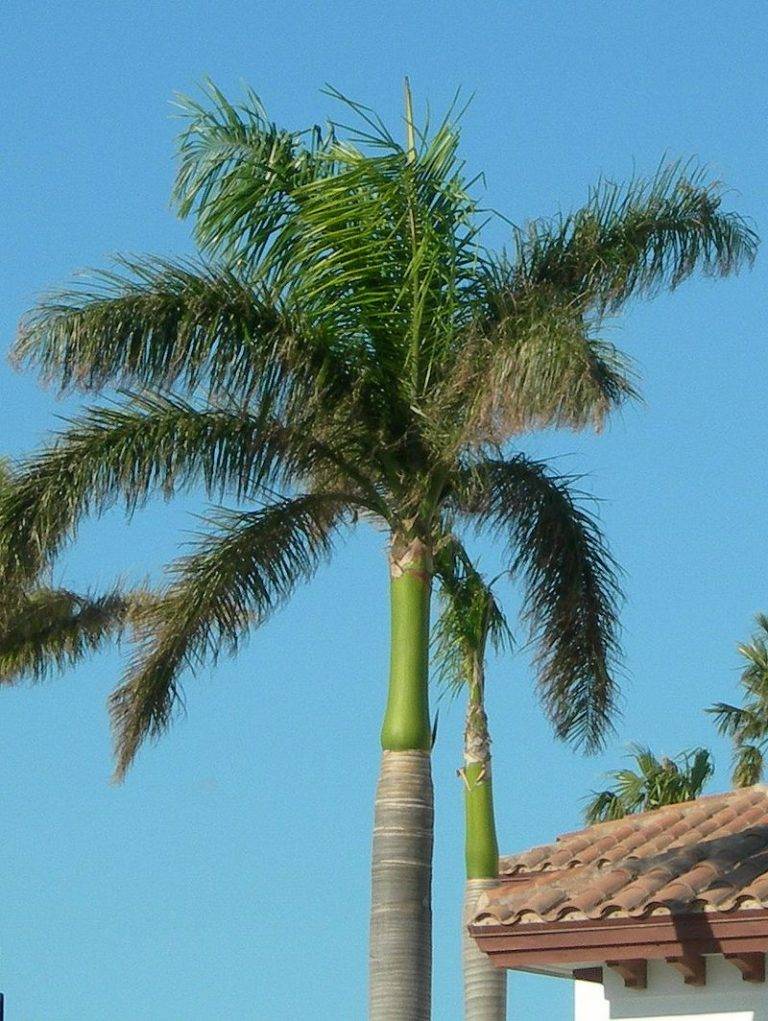 Семейство пальмовые - описание, роды, растения-представители