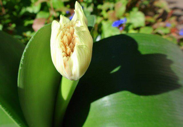Гемантус или хемантус: выращивание и размножение в помещении