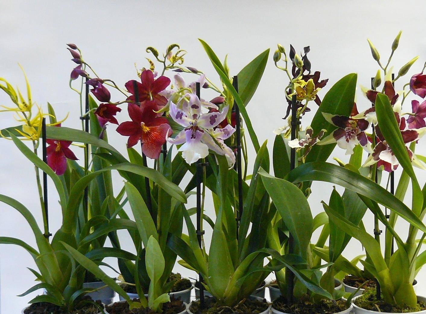 Орхидея камбрия: фото цветов, уход за ней и содержание в домашних условиях, пересадка после покупки, виды cambria, а также как грамотно пересадить растение?