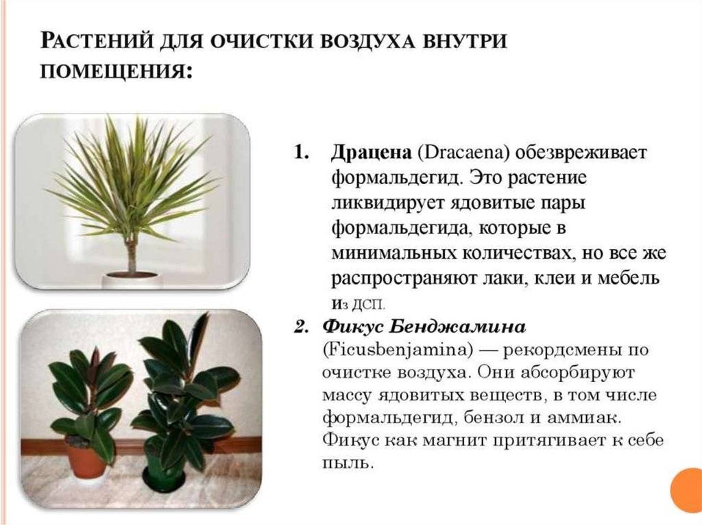 Топ 16 растений, которые очищают воздух в доме