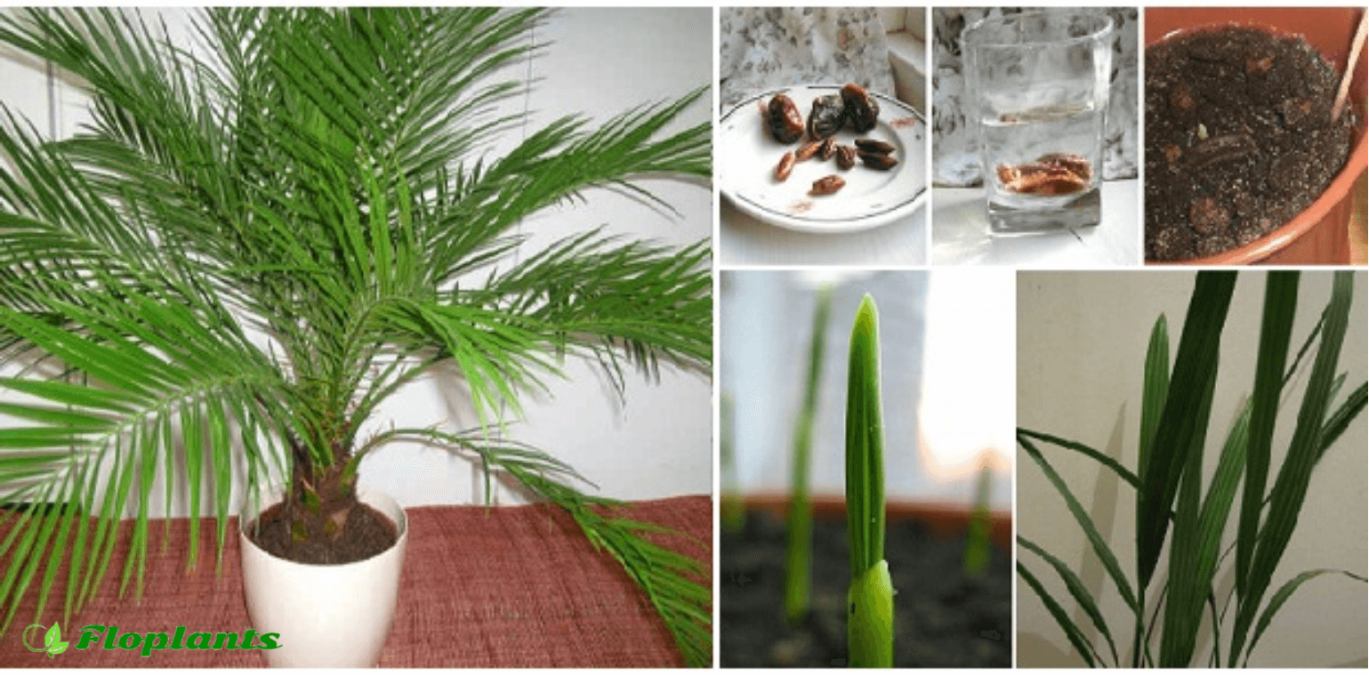 Финиковая пальма - 120 фото комнатных видов и инструкция по выращиванию пальмы