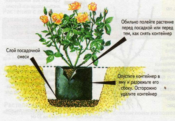 Как вырастить розу из букета в домашних условиях: пошаговая инструкция
