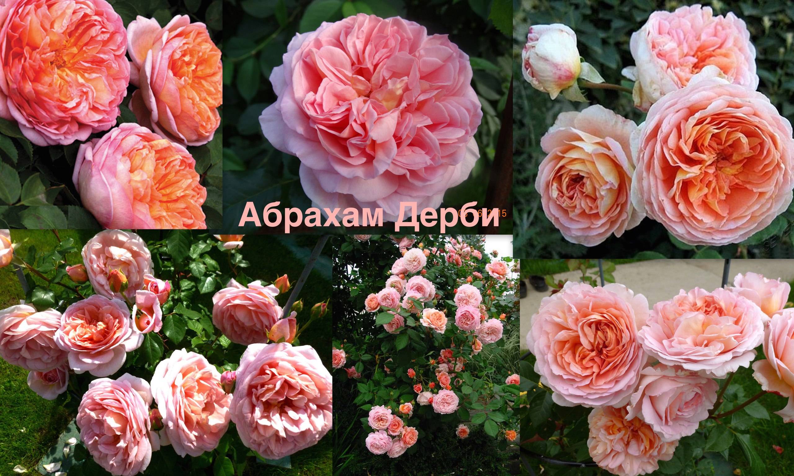 Изысканная английская роза абрахам дерби в вашем саду: от посадки до декора