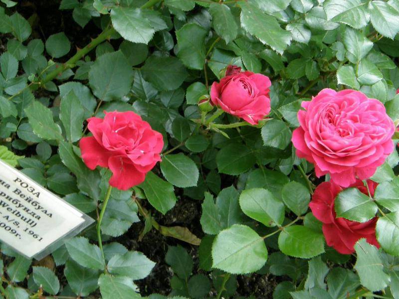 Роза нина вейбул фото и описание отзывы
