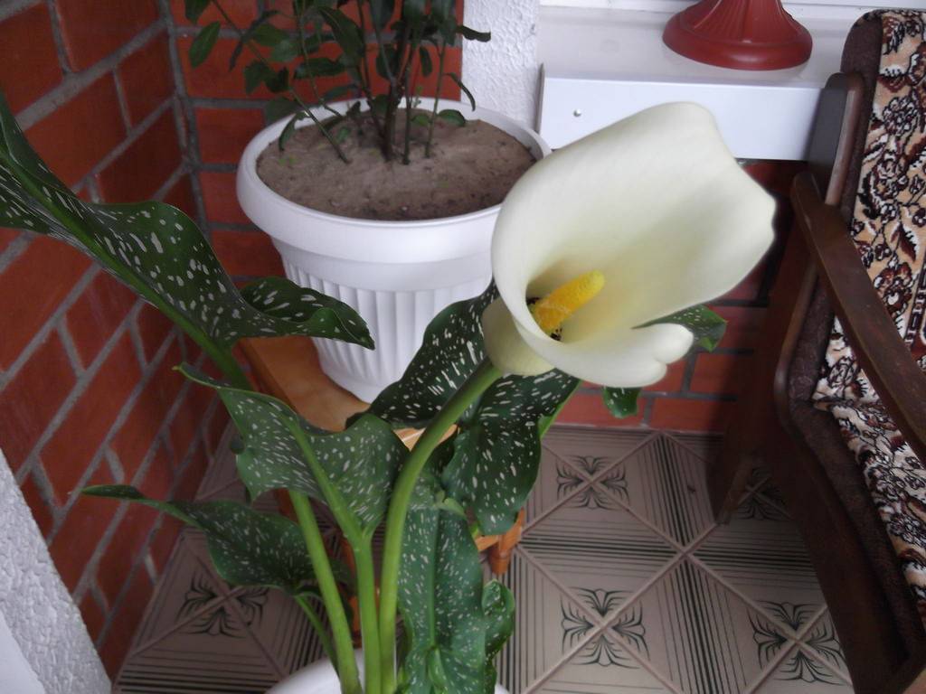 Калла в горшке уход в домашних условиях за цветком