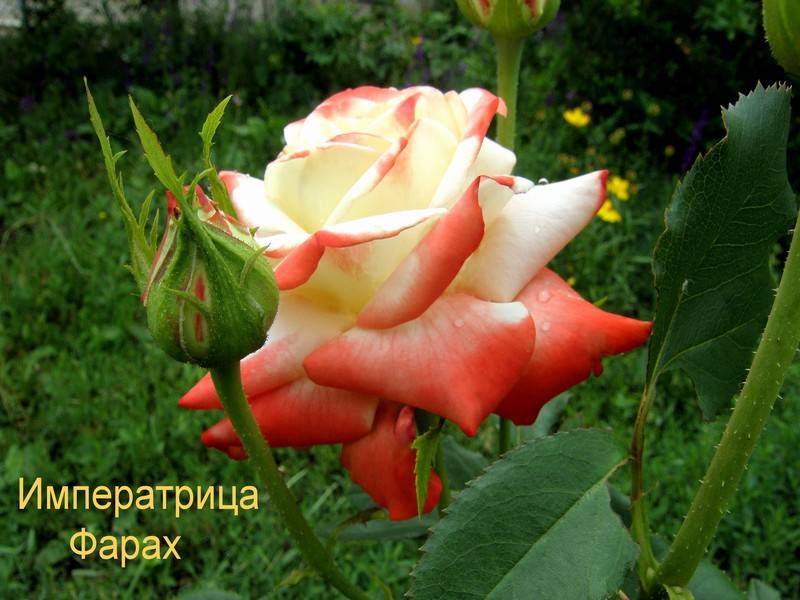 Роза императрица фарах: фото и описание, отзывы