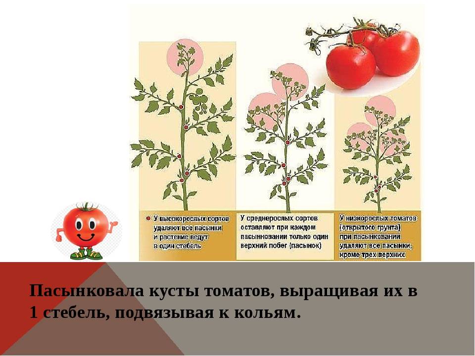 Как формировать помидоры в теплице пошаговое фото схема