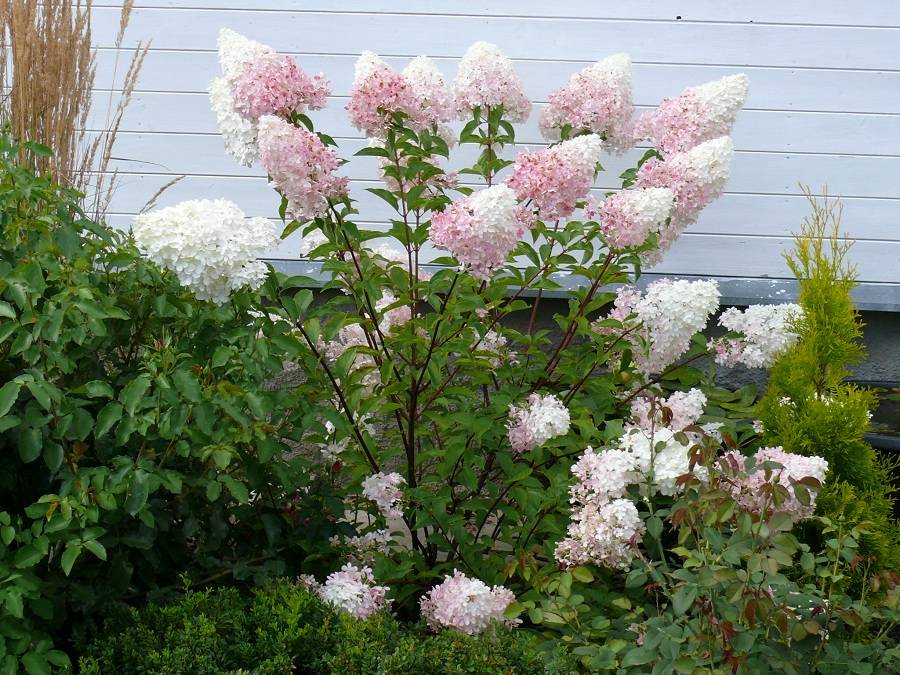 Как использовать гортензию ванилла фрейз в дизайне сада: рекомендации флористов